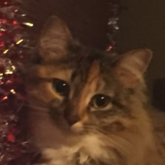 Meet your Posher, Jada - Picture 1 of 1